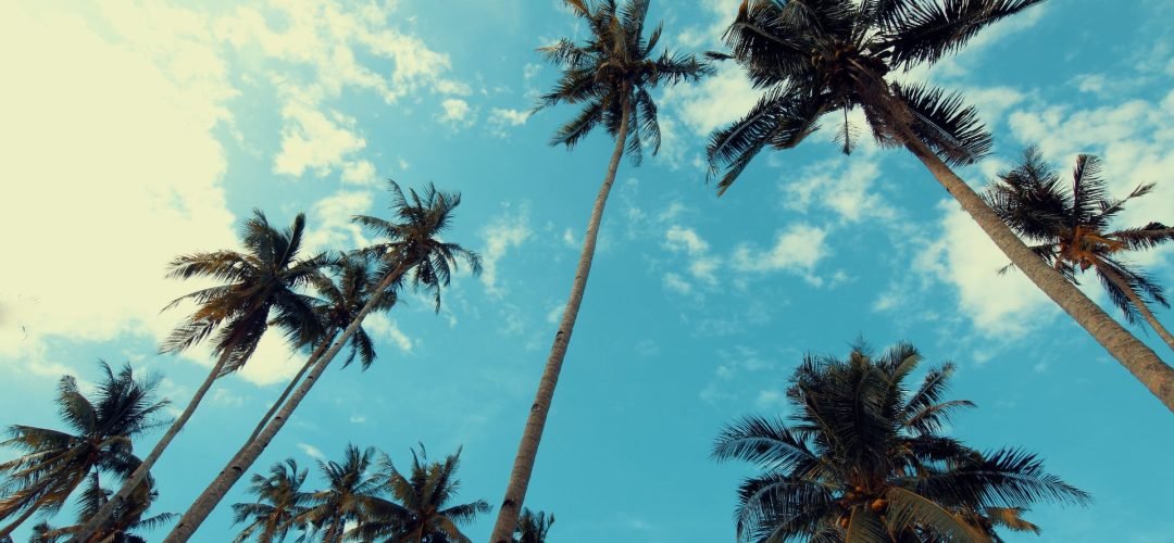 Summer Backyard Goals: How the Right Fence Makes All the Difference